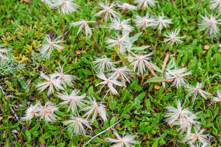 Flowers on the Putorana plateau. A short summer in the north of the Krasnoyarsk Territory is decorated with flowers.の写真素材