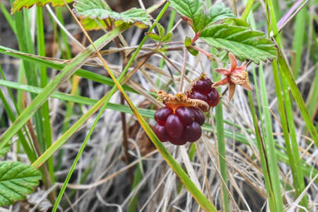 Rubus arcticus or arctic raspberries. Ripe berries in the tundra of the Taimyr Peninsula.