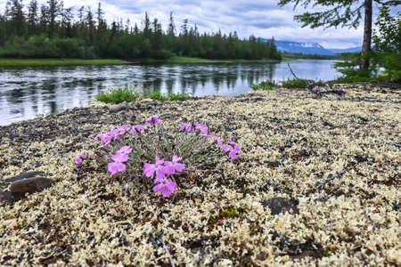 Flowers on the Putorana plateau. A short summer in the north of the Krasnoyarsk Territory is decorated with flowers.の写真素材