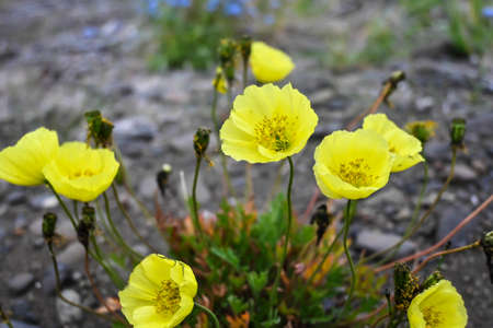 Flowers on the Putorana plateau. A short summer in the north of the Krasnoyarsk Territory is decorated with flowers.の写真素材