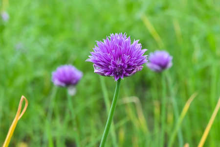 Flowers on the Putorana plateau. A short summer in the north of the Krasnoyarsk Territory is...