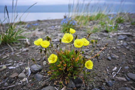 Flowers on the Putorana plateau. A short summer in the north of the Krasnoyarsk Territory is decorated with flowers.の写真素材