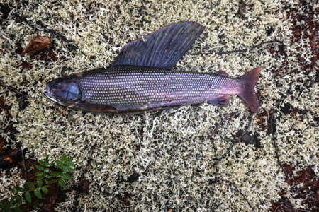 Siberian grayling. A trophy of a fisherman on the Taimyr.の写真素材