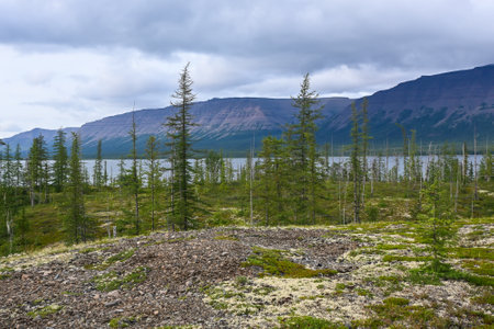 Mountain taiga on the Putorana plateau. Summer forest landscape in Eastern Siberia.の写真素材