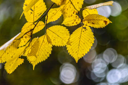 Autumn is the time of falling leaves. Autumn leaves on the trees.の写真素材