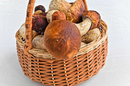 Porcini mushrooms. Magnificent autumn delicacies.の写真素材