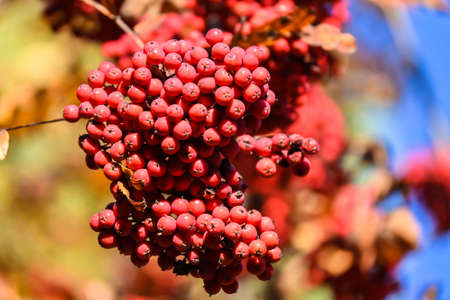 Autumn colors. Bunches of ripe rowan berries on a background of blue sky.の写真素材