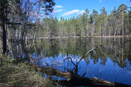 Spring in the national park. Forest river in early May.