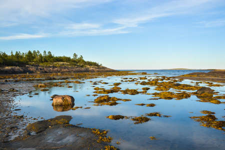 northern seascape. The White Sea coast in Karelia in summer.の写真素材