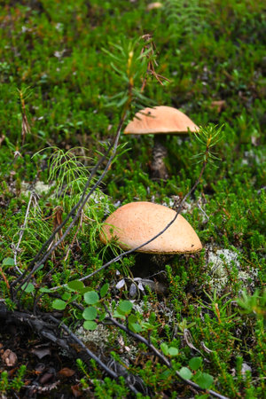 Orange cap boletus. Boletus in Taimyr. Edible mushroom, beautiful and delicious.