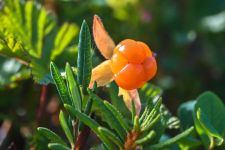 Ripe cloudberry. Cloudberry berry, illuminated by the sun, against a background of greenery.の写真素材