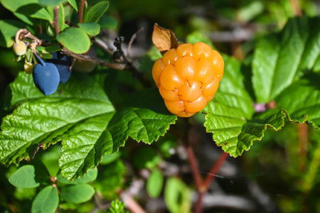 Ripe cloudberry. Cloudberry berry, illuminated by the sun, against a background of greenery.の写真素材