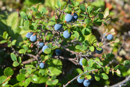 Blueberries in the tundra. Ripe blueberries in late summer.の写真素材