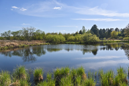 Forest lake in May. National Park "Meshchersky" in spring in the Ryazan region of Russia.の写真素材
