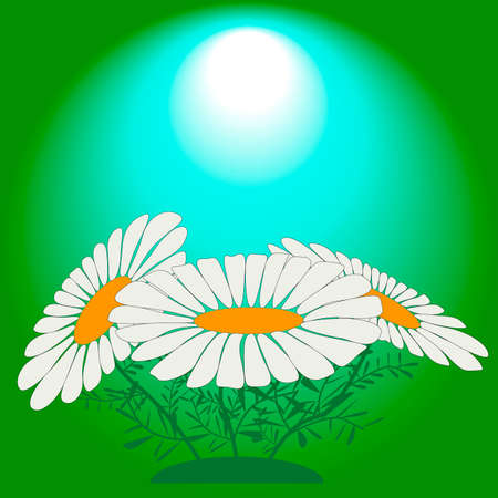 chamomile flowers on an abstract backgroundのイラスト素材