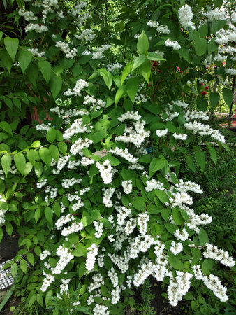 large flowering bush with clusters of white flowers, for decorating your projects in the style of natural beauty with inspiration from natureの写真素材