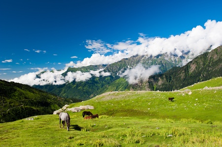 Outdoors scenic background. Wild horses in Himalayas. の写真素材