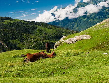 Wild horses. Tranquil Himalayas nature. の写真素材
