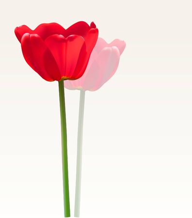Red Tulip vector flowerのイラスト素材