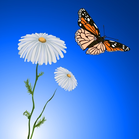 Chamomile and Butterflyのイラスト素材