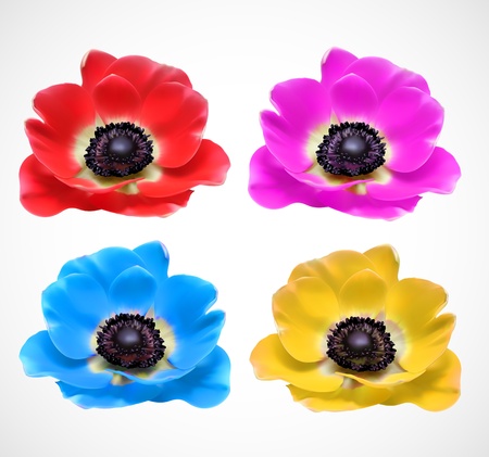 Colorful Flowers Blossomのイラスト素材