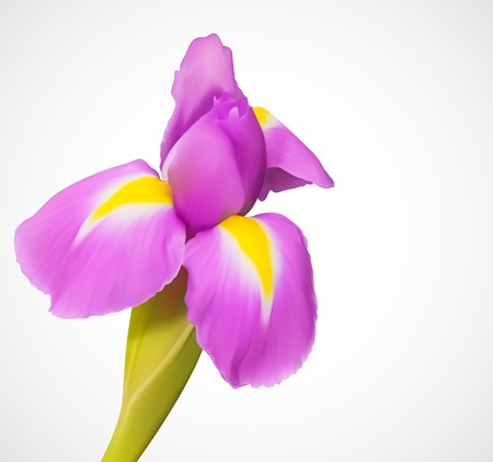 Delicate exotic  flowerのイラスト素材