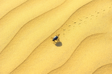 Sand background and small beetleの写真素材