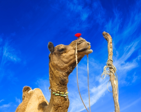 Camel animal adventure backgroundの写真素材