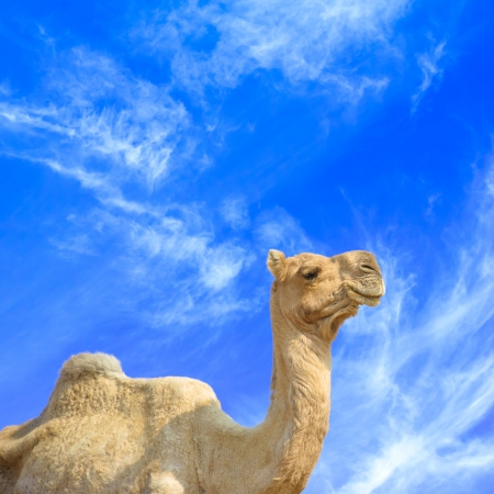 Camel animal adventure backgroundの写真素材