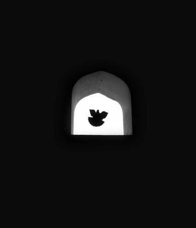 Concept background, dove of hope flying through window 