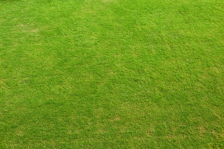 Green Grass Texture Nature Background