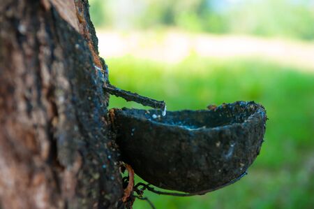 Rubber tree latex plant. Natural latex production in Thailand hevea plantationの写真素材