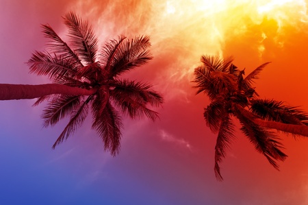 Palm tree sunset on tropical beachの写真素材