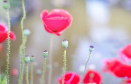 Poppies flowers on summer fieldの写真素材