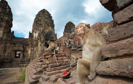 Lopburi Thailand. Monkey ( Crab-eating or Long-tailed macaque ) in Prang Sam Yot temple. Khmer...