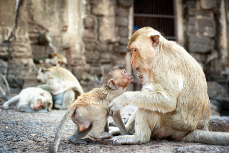 Lopburi Thailand. Monkey ( Crab-eating or Long-tailed macaque ) in Prang Sam Yot temple. Khmer ancient Buddhist pagoda ruins are famous thai tourist travel destination.の写真素材