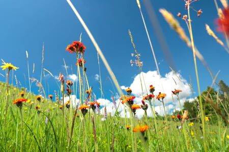 Windflowers of alpine region in Carpathian mountains in western Ukraineの写真素材
