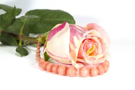 Bud of a gentle rose and coral beads on a white backgroundの写真素材