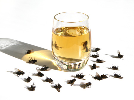 Flies inhaled vapors of alcohol and now they're deadの写真素材