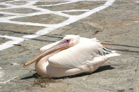 Pink pelican is a symbol of the island of Mykonos. Greeceの写真素材