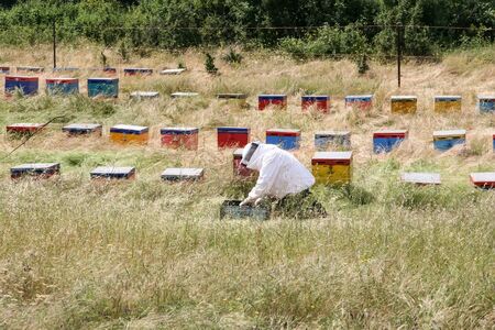 Summer is a time to collect honey. Apiary in Greeceの写真素材