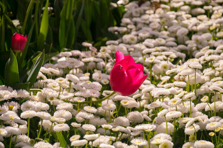 Fields on which bloom red tulips. tulip field. Field with red tulips.の写真素材