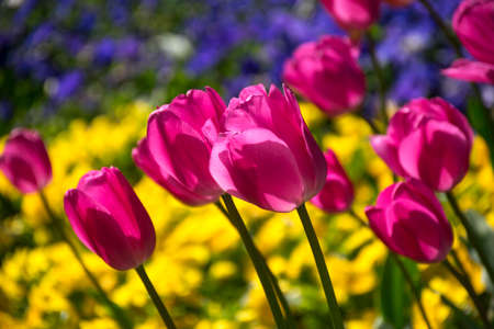 Fields on which bloom pink and purple tulips. tulip field. Field with pink and purple tulips.