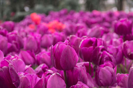 Fields on which bloom pink and purple tulips. tulip field. Field with pink and purple tulips.
