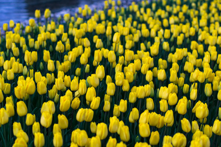 Yellow Tulips in Istanbul. Beautiful yellow tulips in a garden.の写真素材