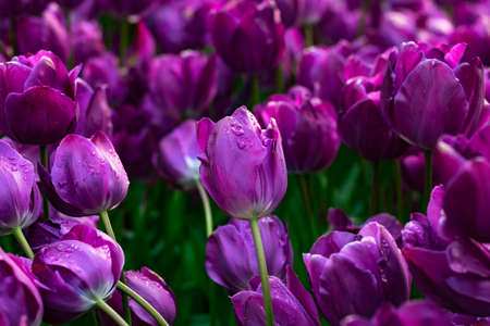 Beautiful purple tulips with water droplets for background.の写真素材