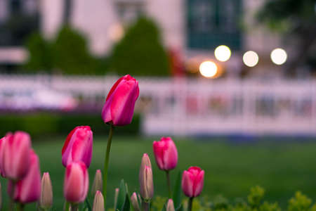 Beautiful pink tulips with bokeh for background