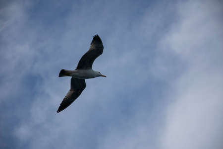 Seagull flying in the sky.の写真素材