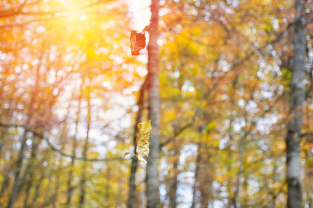 Beautiful autumn landscape with yellow trees and sun. Colorful foliage in the park. Falling leaves natural background.の写真素材