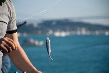Freshly caught horse mackerel fish on a hook on a man's hand, side view.